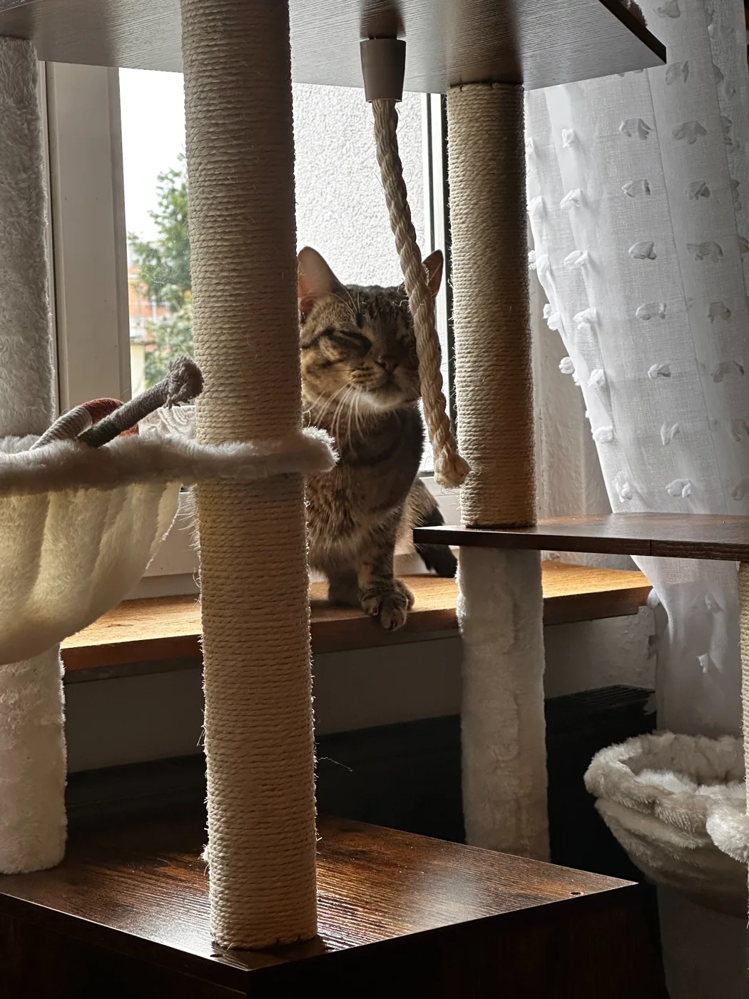 Les espaces pour grimper et observer