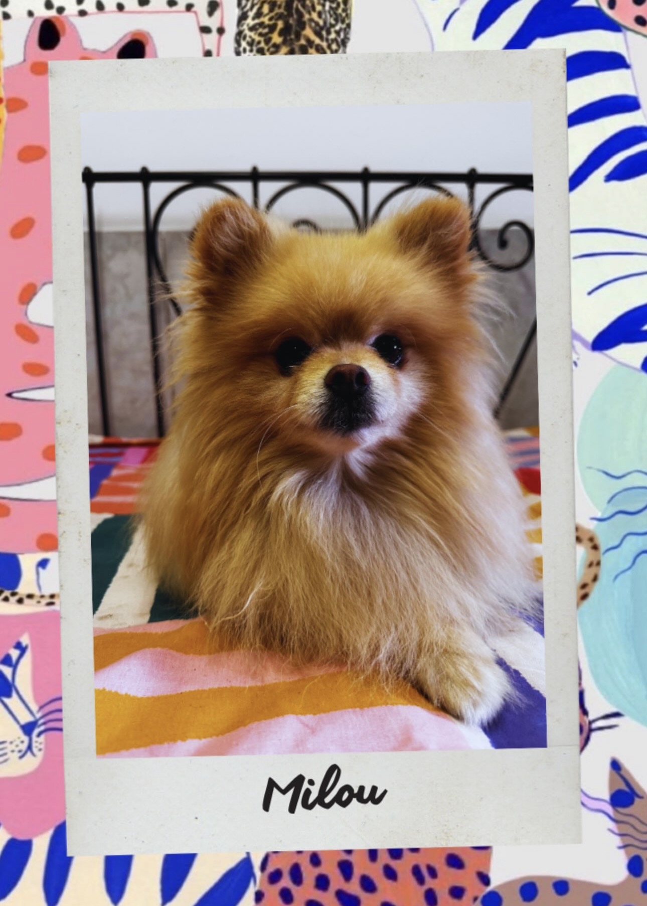 Milou, pensionnaire chez Pattes en l’air